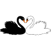 black and white swan