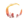 Buffalo Bison Ox Indian American