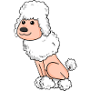 Poodle White