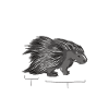 Anatomie d’un porc-épic