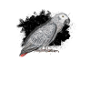 African Grey Parrot - grey