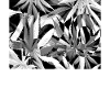 420 hemp leaves