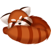 Roter Panda, schlafend