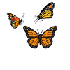 Group of butterflies