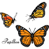 Groupe de papillons