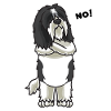 Le chien de Schapendo