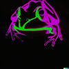 Neon Frosch