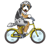 Aussiedoodle dog on a bike