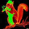 Neon Eichhörnchen 2