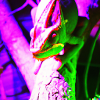 Neon Frosch 2