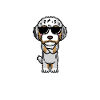 Aussiedoodle Dog