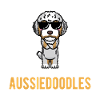 Aussiedoodle Dog