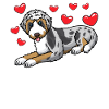 Aussiedoodle Dog
