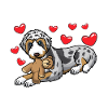 Chien Aussiedoodle avec peluche