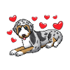 Aussiedoodle Dog