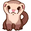Frettchen