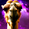 Dromedary Head - Camel