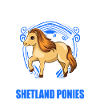 Shetland Pony Cadeau Shetty