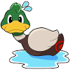 Duck swimming