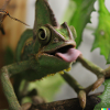 Frosch