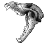 Animal skull cry