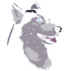 Siberian Husky im Schnee