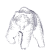 Bear under the snow