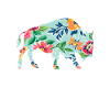 Bison