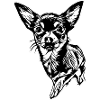 Chihuahua - weißer Rand