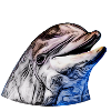 Dolphin 5