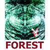Forest Reflection and Butterfly