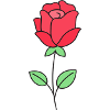 Rose Roses