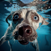 Dog underwater