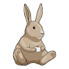 Rabbit Cup of Coffee