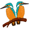 Kingfisher couple