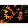 Buntes Ahornlaub