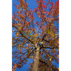 Maple