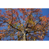 Maple