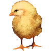 chick