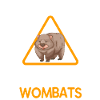 Wombats Wombat australsk dyregave