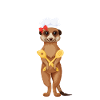 Herdweibchen - Erdmännchen als Herdmännchen