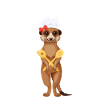 Herdweibchen - Erdmännchen als Herdmännchen