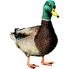 Green-collar duck
