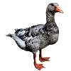 Toulouse goose