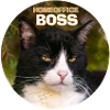 Home Office Boss Cat