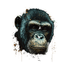 Chimpanzee Monkey Portrait