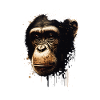 Chimpanzee Monkey Portrait