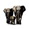 Famille d’éléphants