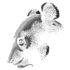 Der Panda im Schatten