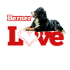 Bouvier bernois